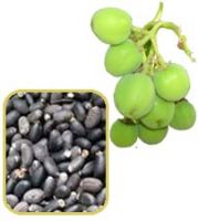 jatropha